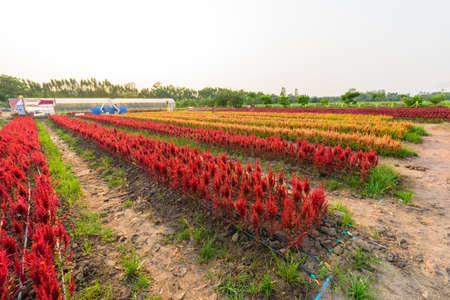 Beautiful colorful Chinese wool Flower park in sunset timeの写真素材