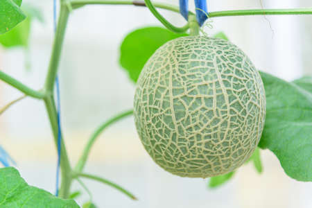 Closeup to fresh melon in greenhouseの写真素材