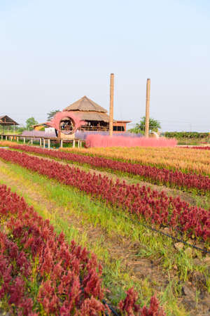 Beautiful colorful Chinese wool Flower park in sunset timeの写真素材
