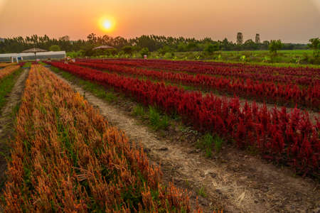 Beautiful colorful Chinese wool Flower park in sunset timeの写真素材