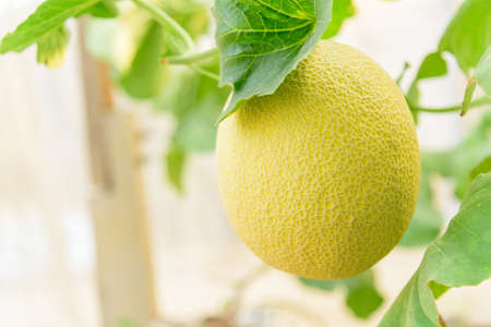 Closeup to yellow galia fresh melon in greenhouseの写真素材