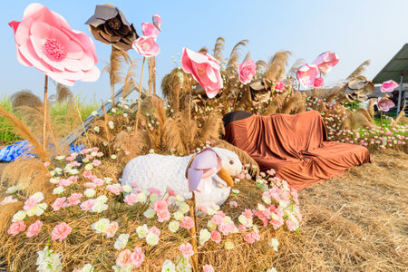Rachaburi,Thailand - 24 March, 2021: Beautiful colorful Chinese wool Flower farm at Nuanaboon Flower farmのeditorial素材
