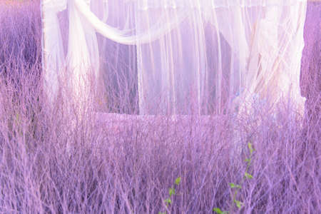 White net  with purple Hedgerow  Backdrop in garden for photoの写真素材