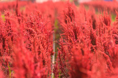 Beautiful colorful Chinese wool Flower park in sunset timeの写真素材