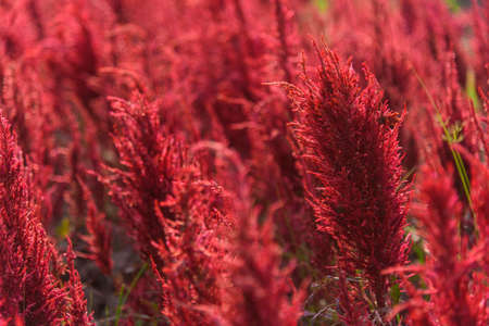Beautiful colorful Chinese wool Flower park in sunset timeの写真素材