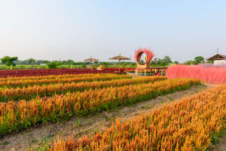 Beautiful colorful Chinese wool Flower park in sunset timeの写真素材