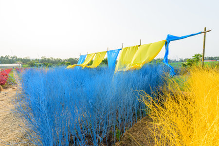 Closeup to Blue Hedgerow Backdrop for photoの写真素材