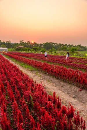 Beautiful colorful Chinese wool Flower park in sunset timeの写真素材