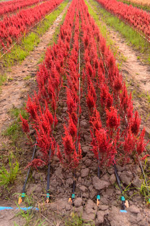 Beautiful colorful Chinese wool Flower park in sunset timeの写真素材