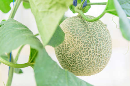 fresh melon in greenhouseの写真素材