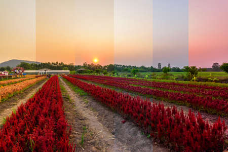 Beautiful colorful Chinese wool Flower park in sunset timeの写真素材