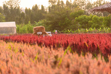 Rachaburi,Thailand - 24 March, 2021: Beautiful colorful Chinese wool Flower farm at Nuanaboon Flower farmのeditorial素材
