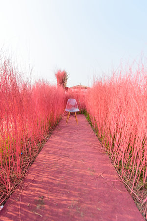 a chair on the ground with pink Hedgerow Backdrop for photoの写真素材