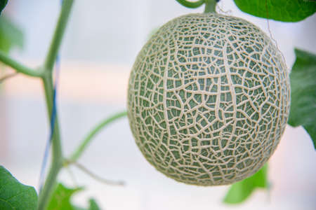Fresh galia yellow melon in greenhouse