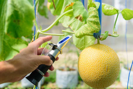 Drop the juice of fresh melon tree for test sweet levelの写真素材