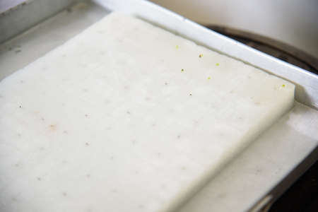 Seedlings the salad seed in the sponge with water for plant in to hydroponics systemの写真素材