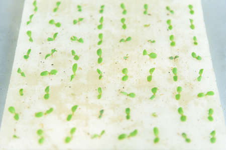 Seedlings the salad seed in the sponge with water for plant in to hydroponics systemの写真素材