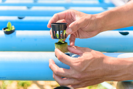Seedlings the salad plant in the sponge with water pipe for plant in to hydroponics systemの写真素材