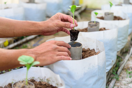 Plant The green melon Sapling in Crop bagsの写真素材