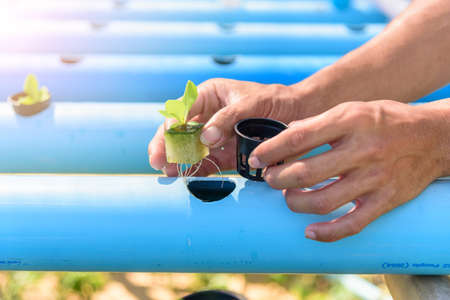 Seedlings the salad plant in the sponge with water pipe for plant in to hydroponics systemの写真素材