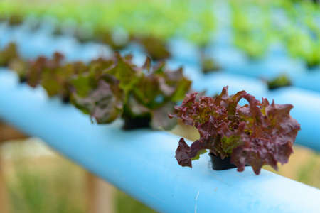 closeup  to young red coral salad in hydroponics system pipeの写真素材