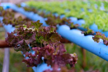 closeup to  young red coral salad in hydroponics system pipeの写真素材