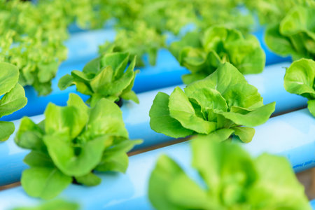 closeup to  young green butter head in hydroponics system pipeの写真素材