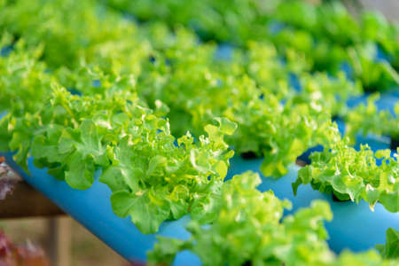 closeup to  young green oak head in hydroponics system pipeの写真素材