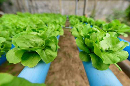 closeup to  young green butter head in hydroponics system pipeの写真素材