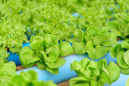 closeup to  young green butter head in hydroponics system pipeの写真素材