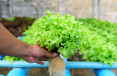 closeup to fresh green oak in hydroponics system pipe
