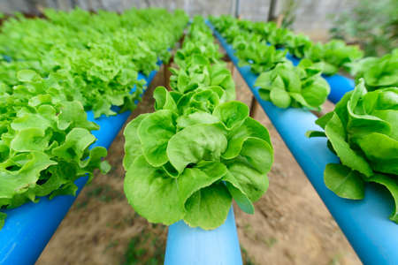 closeup to fresh green butter head in hydroponics system pipeの写真素材