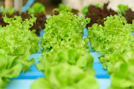 closeup to fresh greenoak in hydroponics system pipeの写真素材