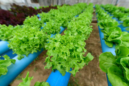 closeup to fresh greenoak in hydroponics system pipeの写真素材
