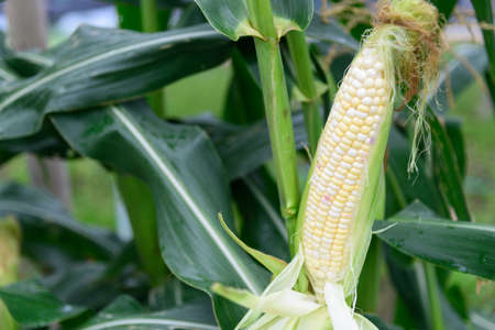 Closeup to Fresh white corn on the corn treeの写真素材