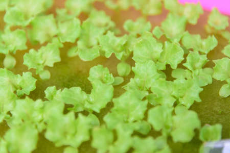 closeup to fresh greenoak in hydroponics systemの写真素材