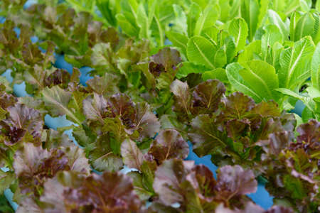 Red Batavia Lettuce in the hydroponics systemの写真素材