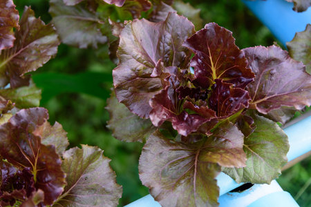 Red Batavia Lettuce in the hydroponics systemの写真素材