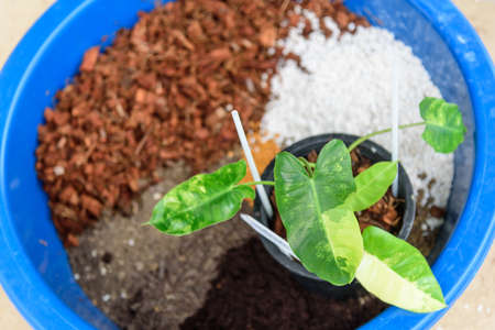 philodendron burle marx variegated and mix potting soil for plantの写真素材