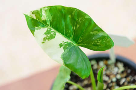 Closeup to little fresh Alocasia macrorrhizosの写真素材