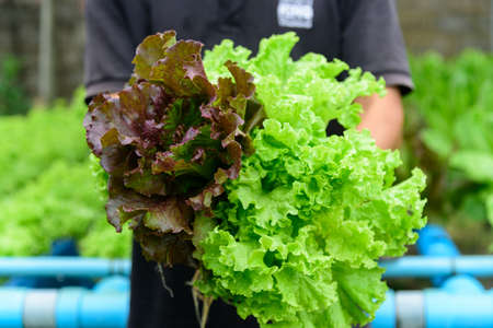 red coral vegetable in water trough of hydroponicsの写真素材
