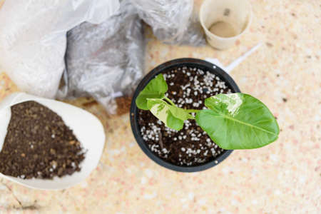 Closeup to little fresh Alocasia macrorrhizos and mix potting soil for plantの写真素材