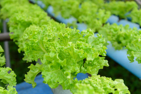 Green coral coral vegetable in water trough of hydroponicsの写真素材