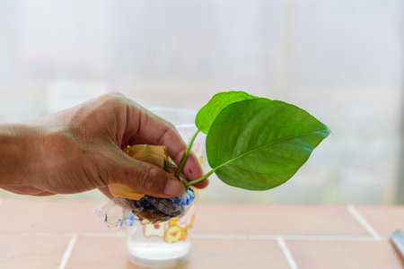 Fresh leaf of Epipremnum Pinnatum Cebu Blue for plantの写真素材