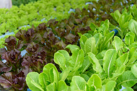 closeup to  young red coral salad in hydroponics system pipeの写真素材