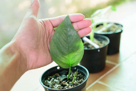 Fresh leaf of Epipremnum Pinnatum Cebu Blue for plant