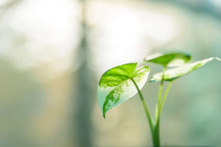 Closeup to little fresh Alocasia macrorrhizosの写真素材