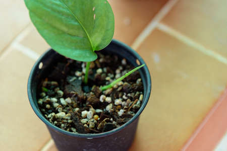 Fresh leaf of Epipremnum Pinnatum Cebu Blue for plantの写真素材
