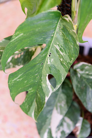 Epipremnum Pinnatum Variegated in the potの写真素材