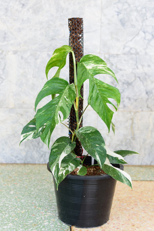 Epipremnum Pinnatum Variegated in the potの写真素材
